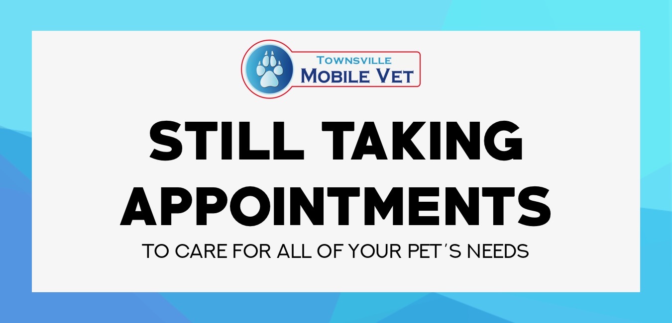 Pet Euthanasia Townsville Mobile Vet